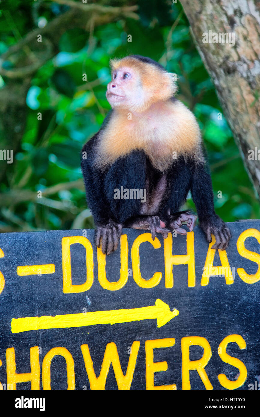 Kapuziner-Affen in Manuel Antonio Nationalpark, Costa Rica Stockfoto
