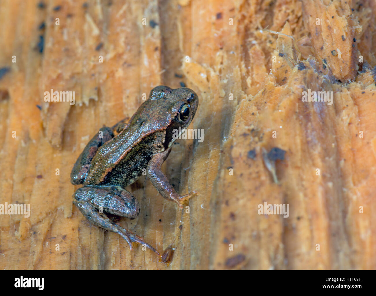 Grasfrosch (Rana Temporaria) saß auf einem verfallenden Stück Holz auf der Suche nach Lebensmitteln. Vereinigtes Königreich. Stockfoto