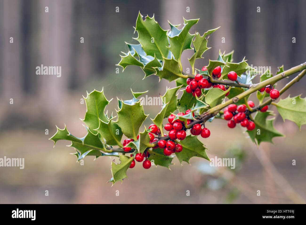 Holly Beeren noch in tadellosem Zustand im März, North Norfolk, Großbritannien. Stockfoto