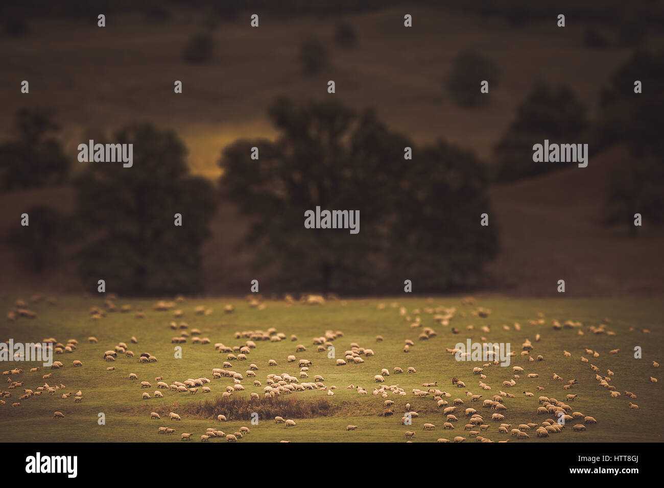 Bild der Schafe weiden Wit ein Tilt-Shift-Effekt Stockfoto