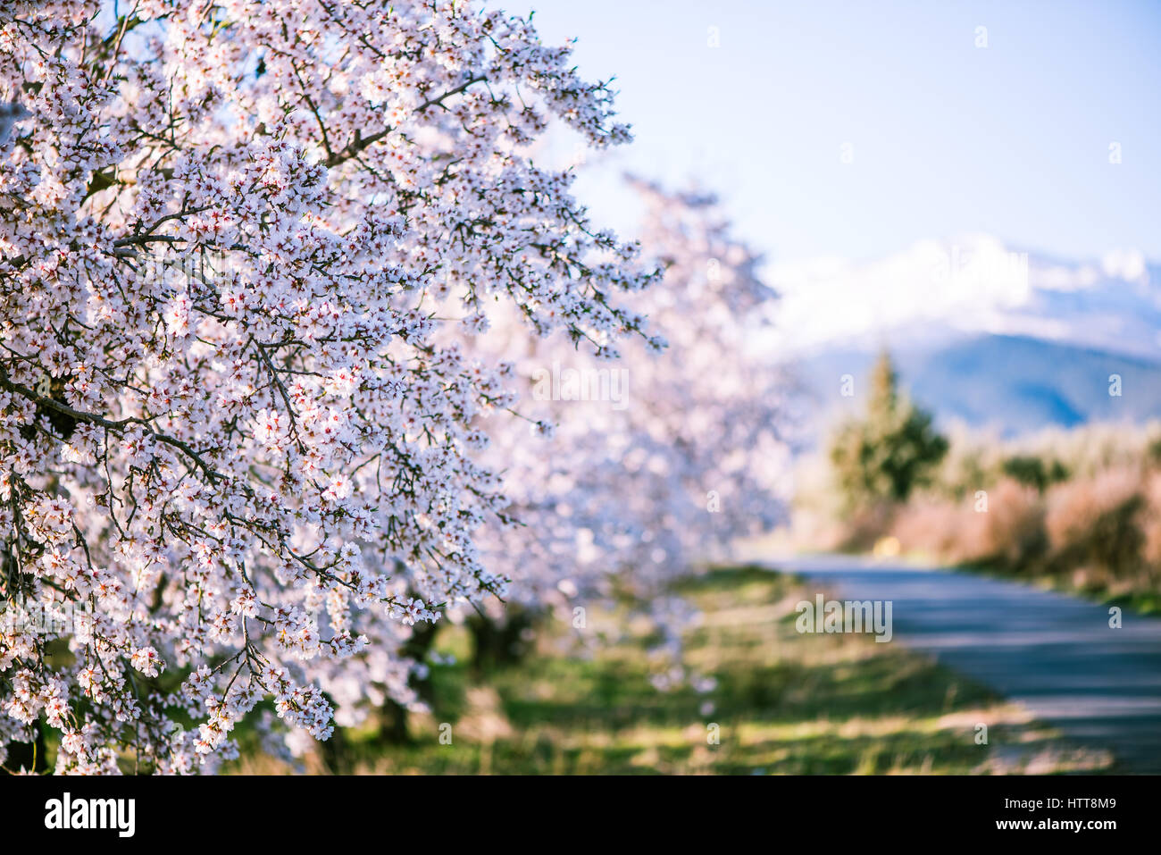 Mandelbäume blühen im Obstgarten im Frühjahr in Pastellfarben Stockfoto