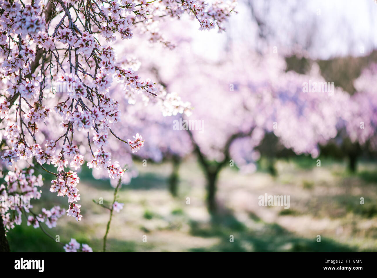 Mandelbäume blühen im Obstgarten im Frühjahr in Pastellfarben Stockfoto
