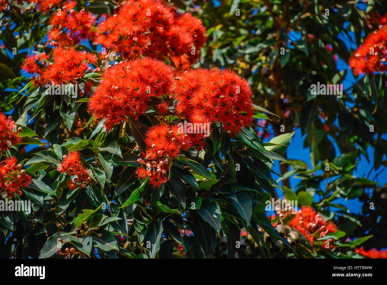 Die New Zealand Rata Blume oder Metrosideros Fulgens (scarlet Rātā, Rātā Rebe) oder in Māori Akatawhiwhi. Whanganui, NZ Stockfoto