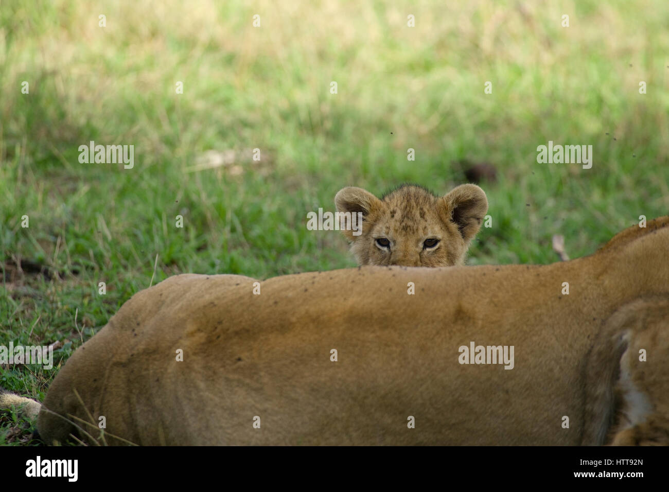 Afrikanischer Löwe (Panthera leo) cub Peering über einen ruhenden Erwachsenen, Masai Mara National Reserve, Kenia, Ostafrika Stockfoto