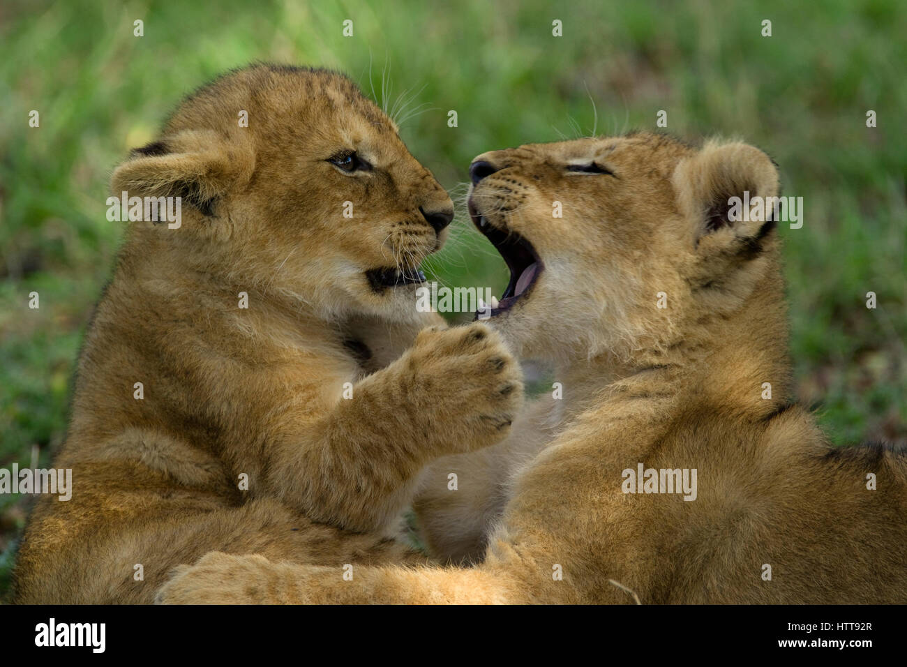 Zwei afrikanische Löwen (Panthera leo) Jungen kämpfen spielen, Masai Mara National Reserve, Kenia, Ostafrika Stockfoto