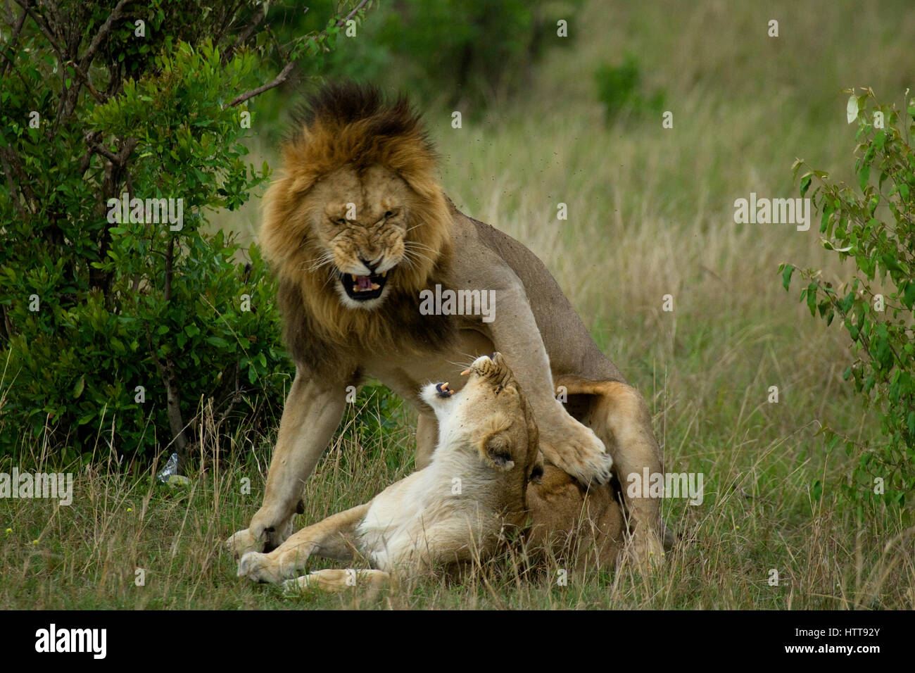 Männlichen und weiblichen afrikanischen Löwen (Panthera Leo) Paaren, Masai Mara National Reserve, Kenia, Ostafrika Stockfoto