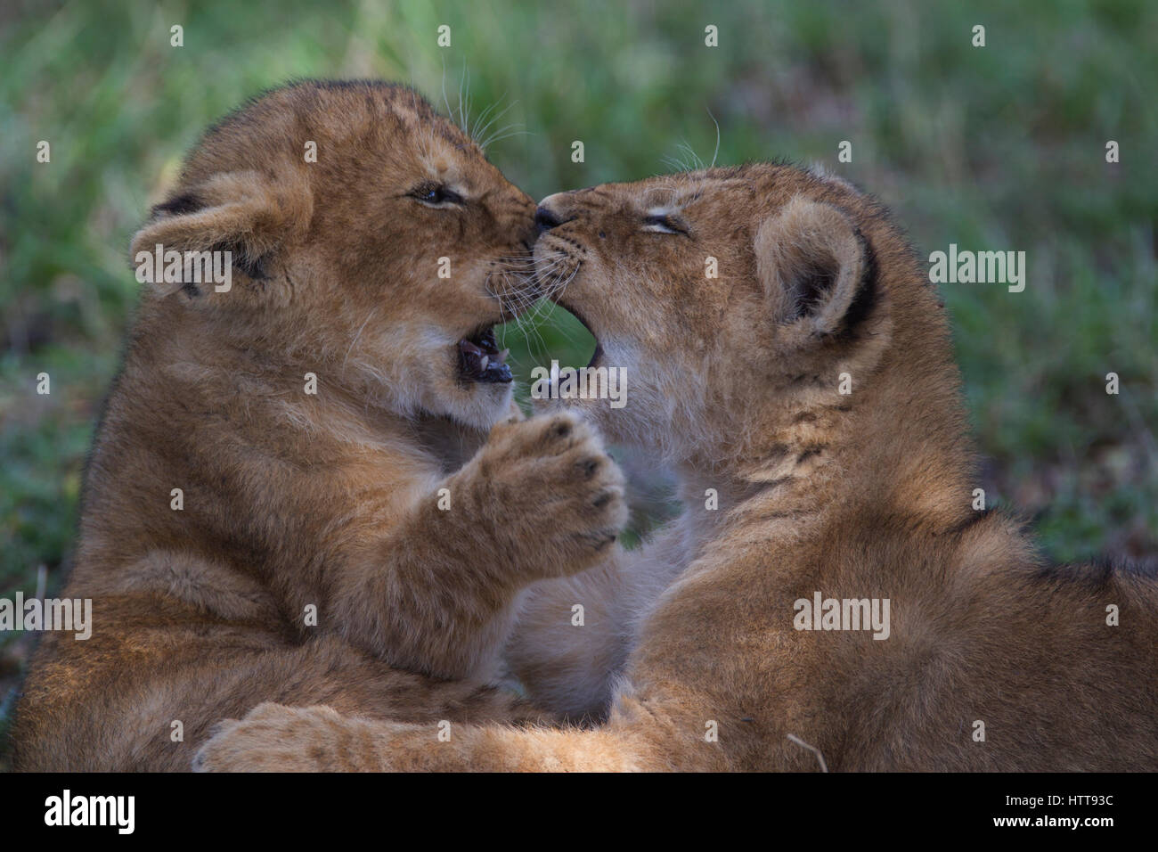 Zwei afrikanische Löwen (Panthera leo) Jungen kämpfen spielen, Masai Mara National Reserve, Kenia, Ostafrika Stockfoto