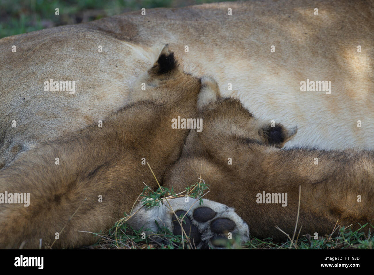 Zwei afrikanische Löwen (Panthera leo) jungen Eingeschlafen während der Stillzeit, Masai Mara National Reserve, Kenia, Ostafrika Stockfoto