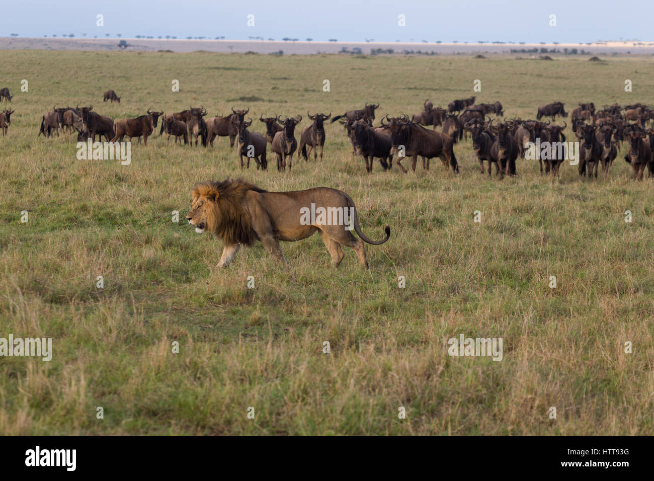 Schwarze Mähne männliche afrikanische Löwe (Panthera Leo) ein Spaziergang durch die Savanne, Masai Mara National Reserve, Kenia, Ostafrika Stockfoto Schwarze Mähne männliche afrikanische Löwe (Panthera Leo) ein Spaziergang durch die Savanne, Masai Mara National Reserve, Kenia, Ostafrika Stockfoto