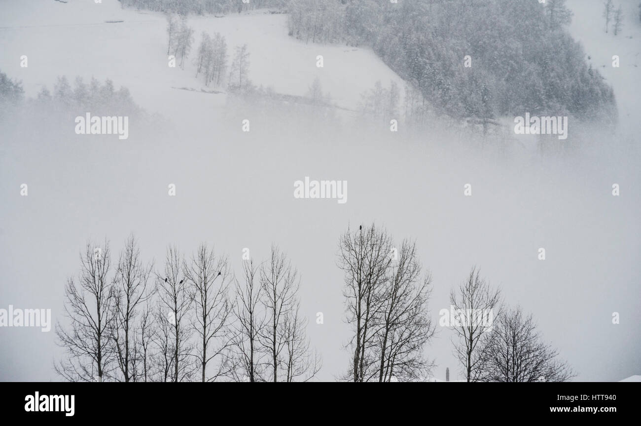 Vögel sitzen auf mattierte kahle Bäume an einem nebligen kalten Wintertag bei Disentis, Schweiz Stockfoto