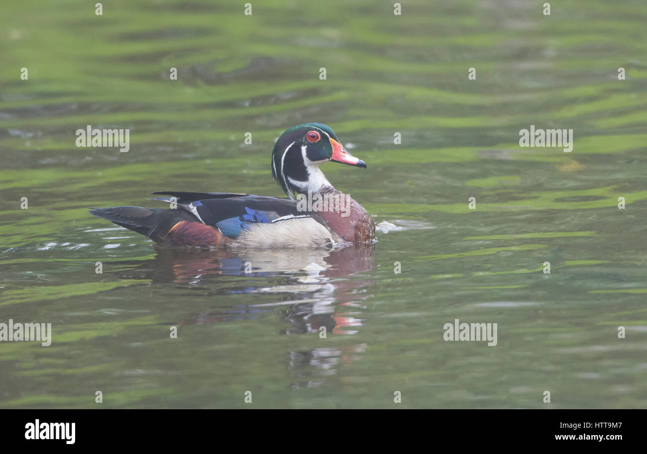 Brautente (Aix Sponsa). Acadia Nationalpark in Maine, USA. Stockfoto