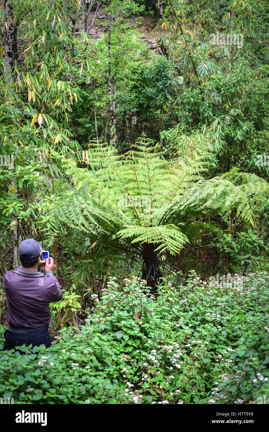Ein Journalist fotografiert einen Baumfarn, der von steigenden Temperaturen bedroht ist, im Dorf Sidhane, Panchase, Kaski, Nepal. Stockfoto