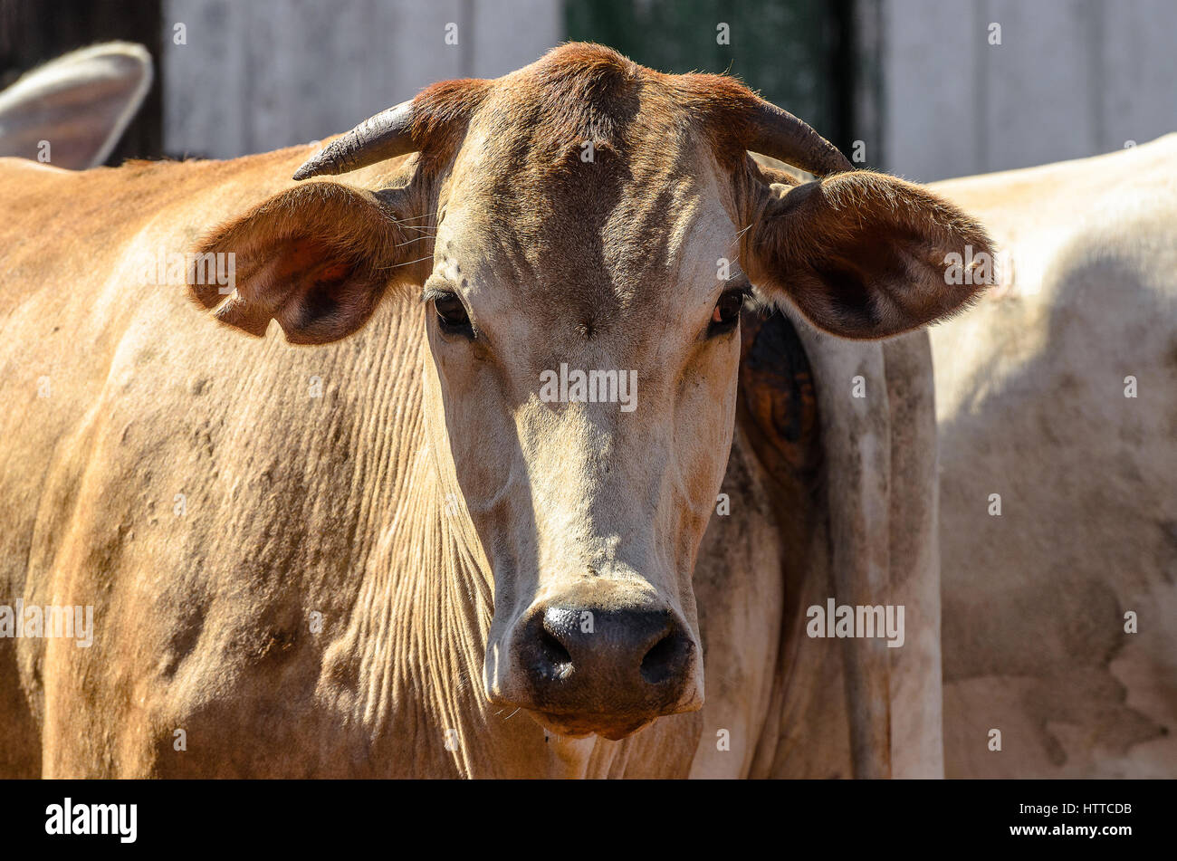 Hautnah auf den Kopf eines Ochsen in einer frontalen Ansicht. Rind mit kleinen Hörner nach unten. Stockfoto