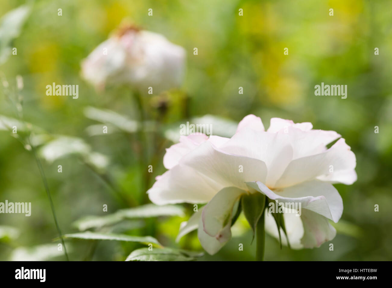 Weisse rose -Fotos und -Bildmaterial in hoher Auflösung – Alamy