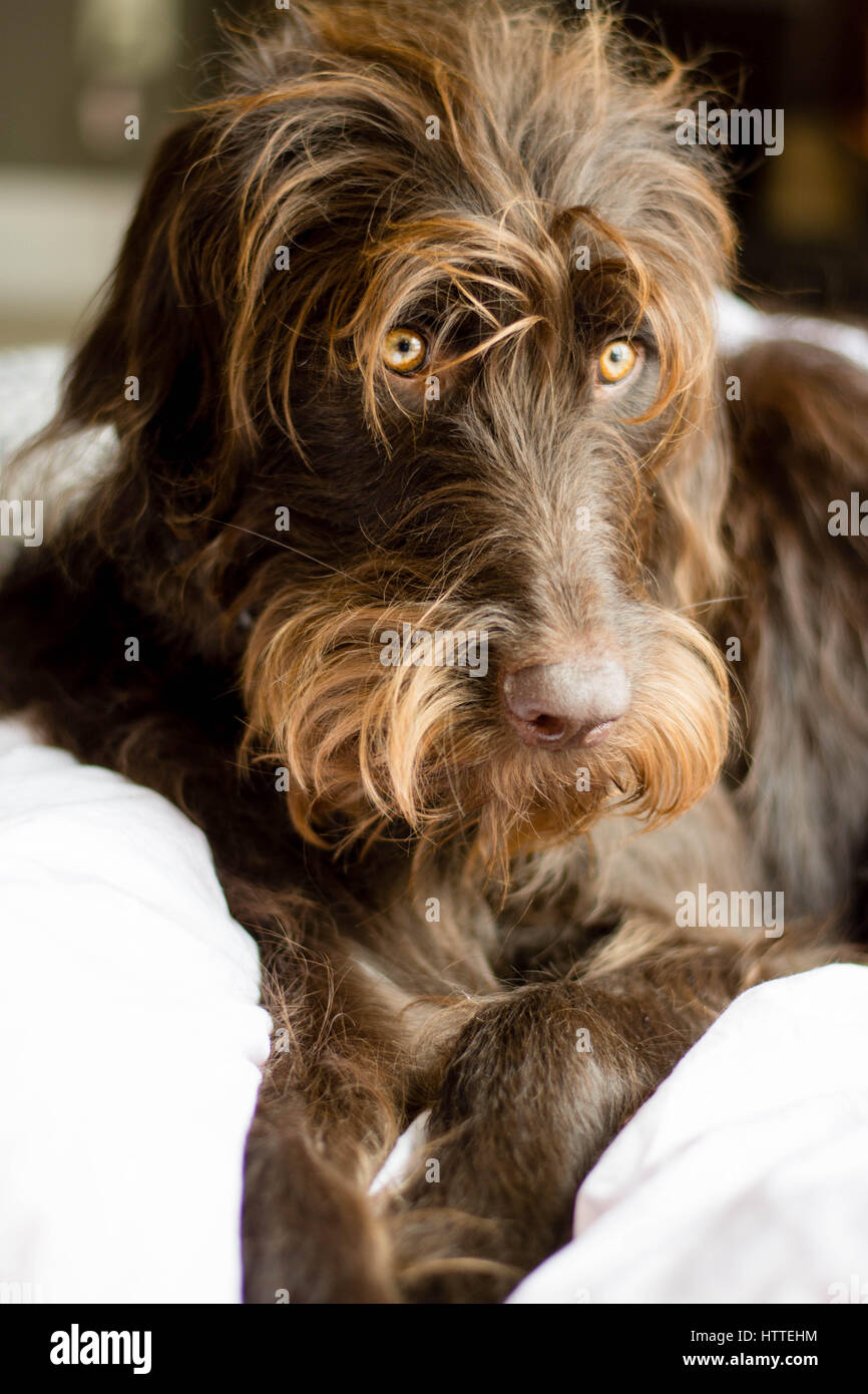 Schoko Labradoodle kuschelte auf einer Decke, die die Sonne mit einem kontemplativen Blick genießen. Stockfoto