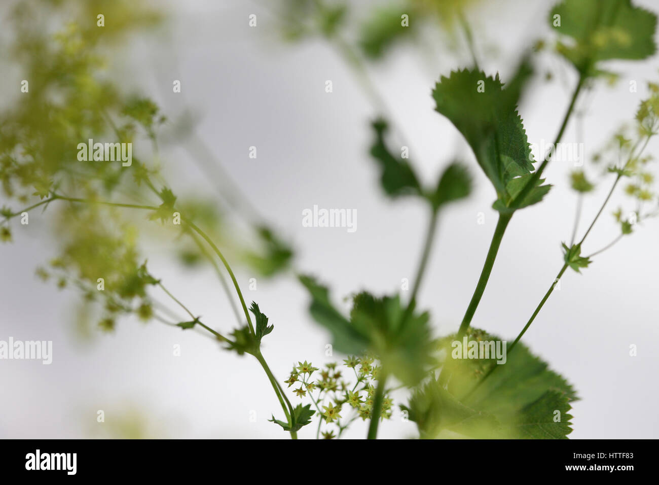 Alchemilla Mollis 'Robustica"umgangsprachlich Frauenmantel - eine pflanzliche Abhilfe Jane Ann Butler Fotografie JABP1880 Stockfoto