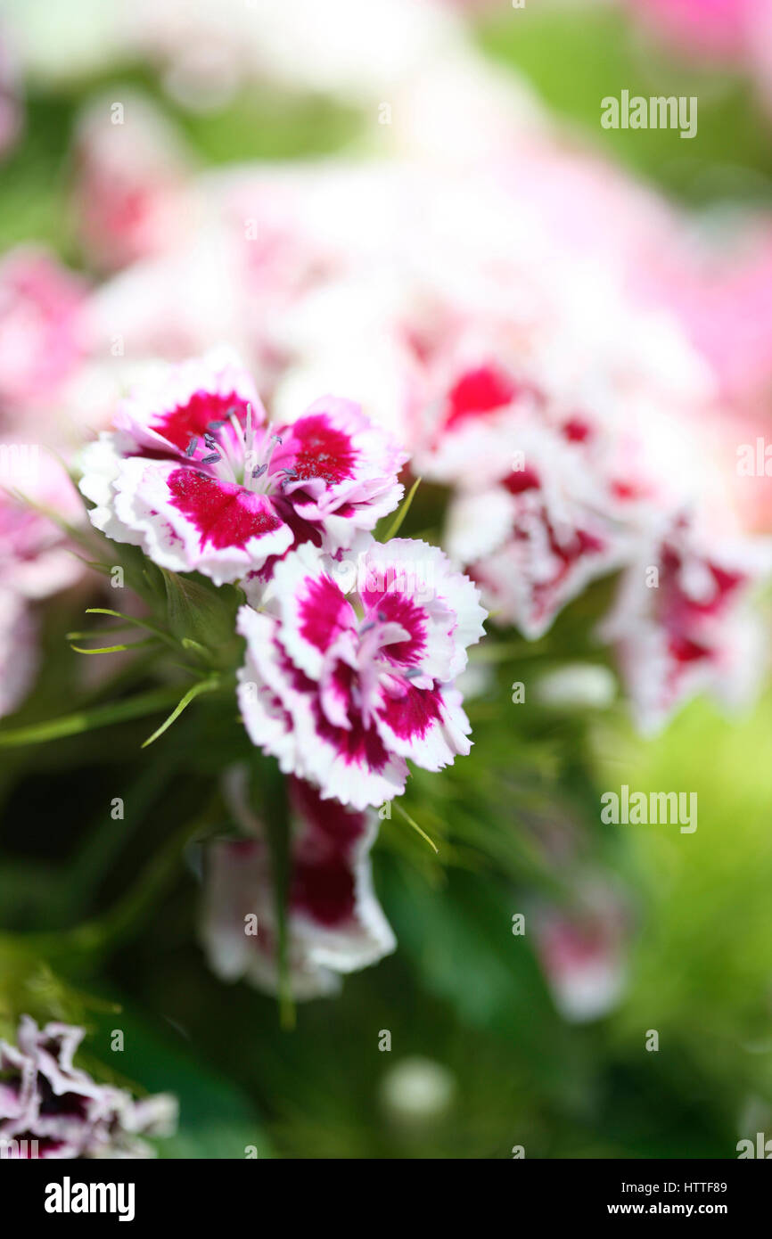 hübsche rote und weiße süße Williams - Sprache der Blumen "Galanterie" "ein Lächeln" Jane Ann Butler Fotografie JABP1877 Stockfoto