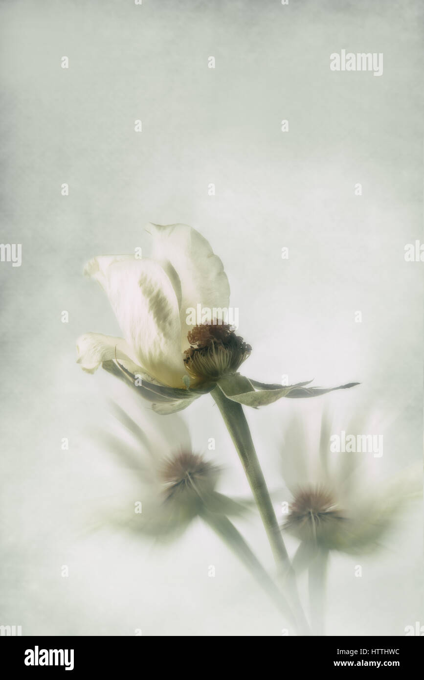 Teil der weißen Rose mit anderen Rosenstiele verschwommen im Hintergrund Stockfoto