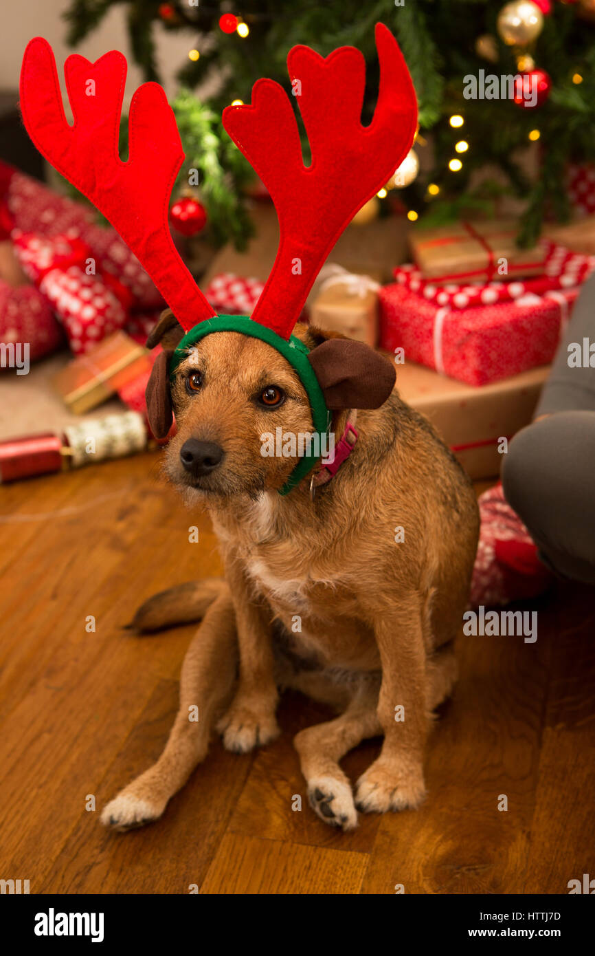 Aufnahme eines Hundes als ein Weihnachten Rentier gekleidet. Stockfoto