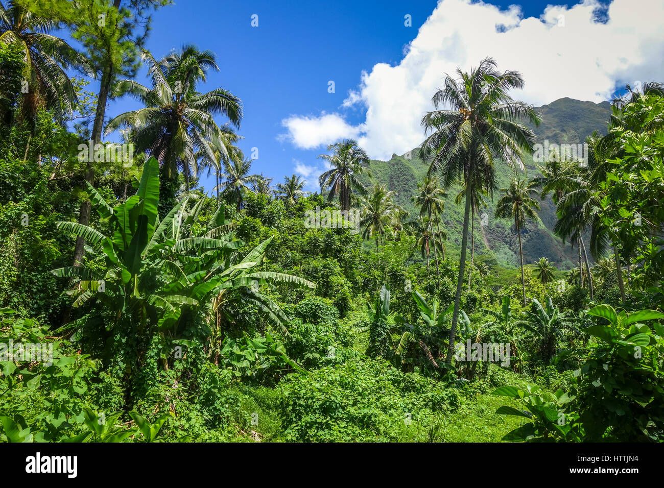 Moorea Insel Dschungel und Berge Landschaft Blick. Französisch-Polynesien Stockfoto