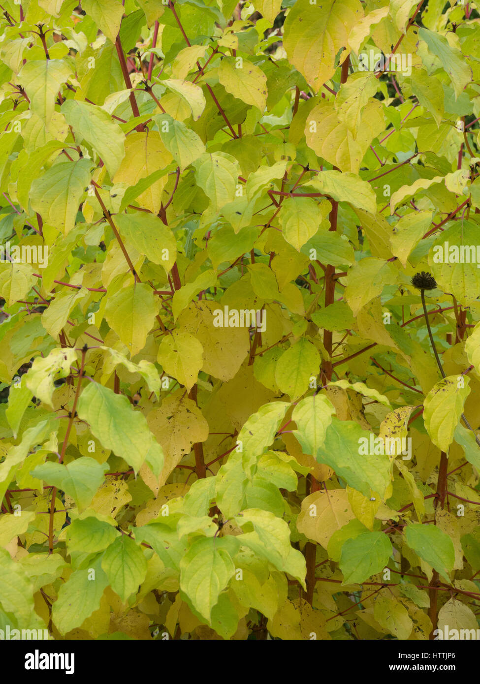 Im Herbst Laub Farbe auf Cornus 'Midwinter Fire' Stockfoto