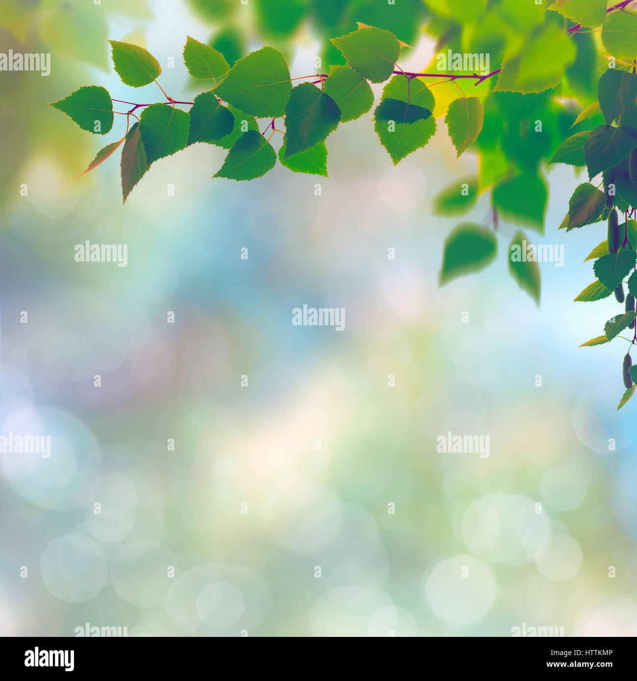 Saisonale abstrakt mit Buchenwäldern und Schönheit Sommer Textur Stockfoto