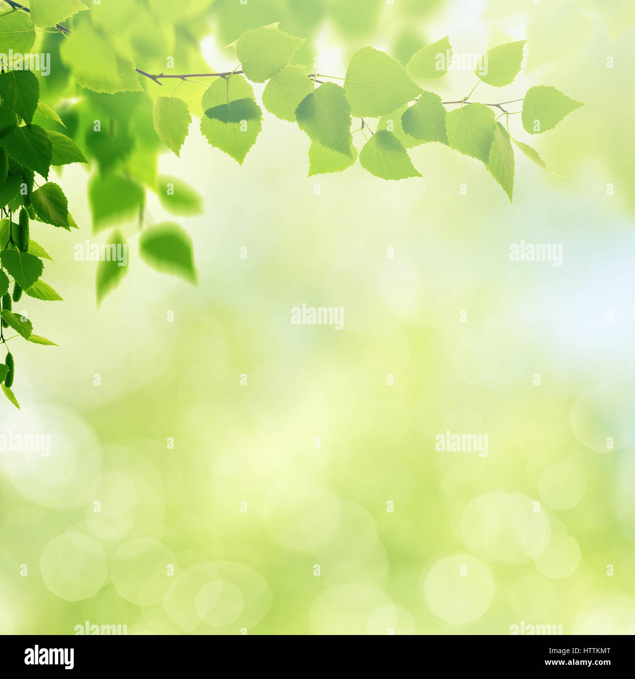 Saisonale abstrakt mit Buchenwäldern und Schönheit Sommer Textur Stockfoto