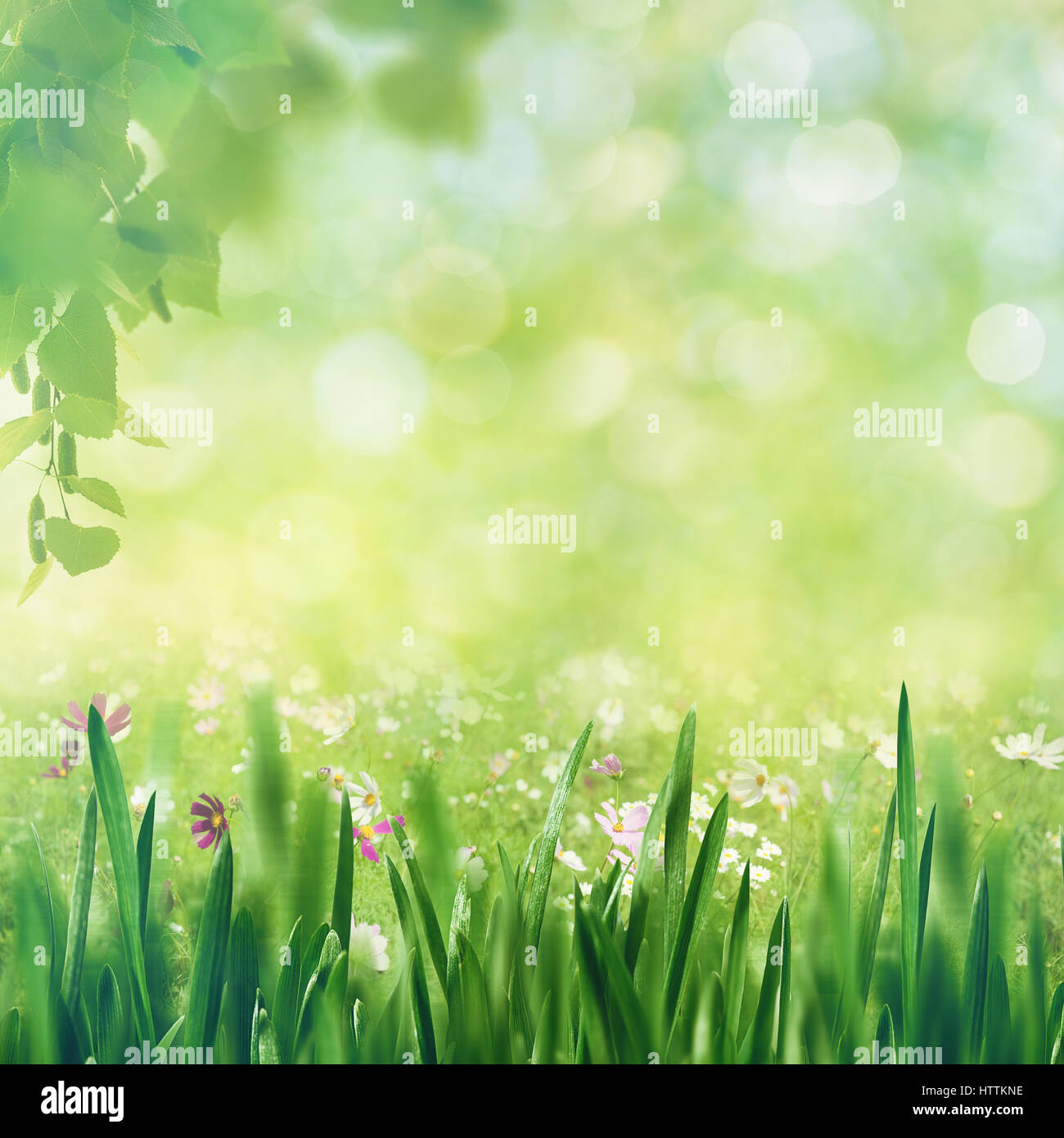 Buche Fores, abstrakte Frühling Hintergründe mit Buche und grasgrün Stockfoto