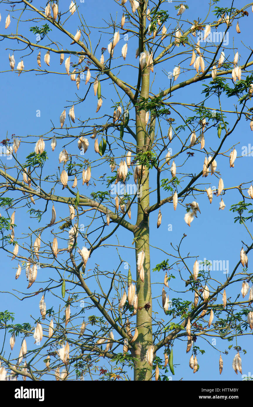 Kapok-Baum, wissenschaftlicher Name ist Ceiba Pentandra, unter blauem Himmel, Kapok Baum Blüte in weiße Blume, diese Blüte Kissen Stockfoto