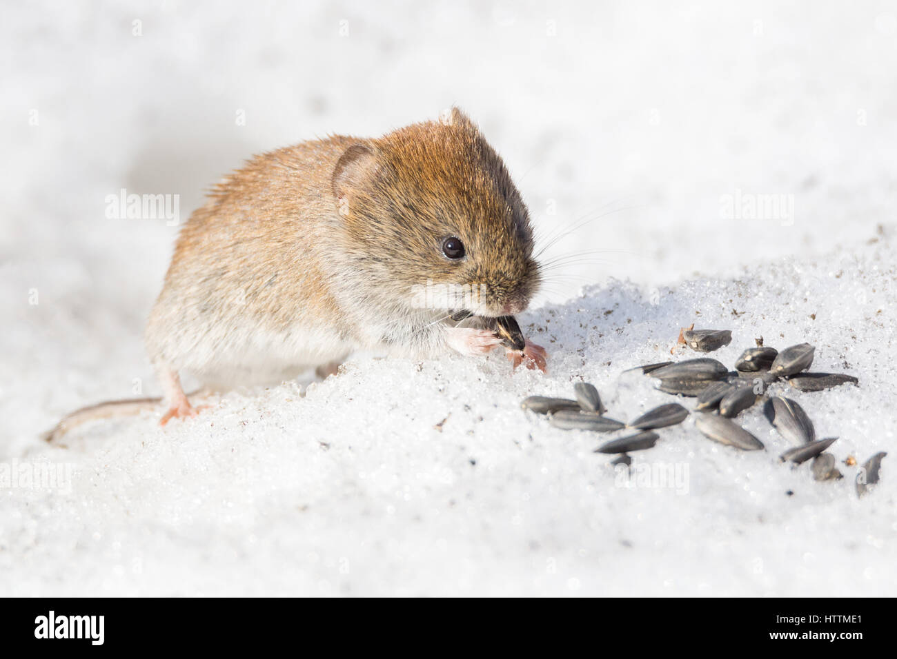 Das Foto zeigt eine Maus im Schnee Stockfoto