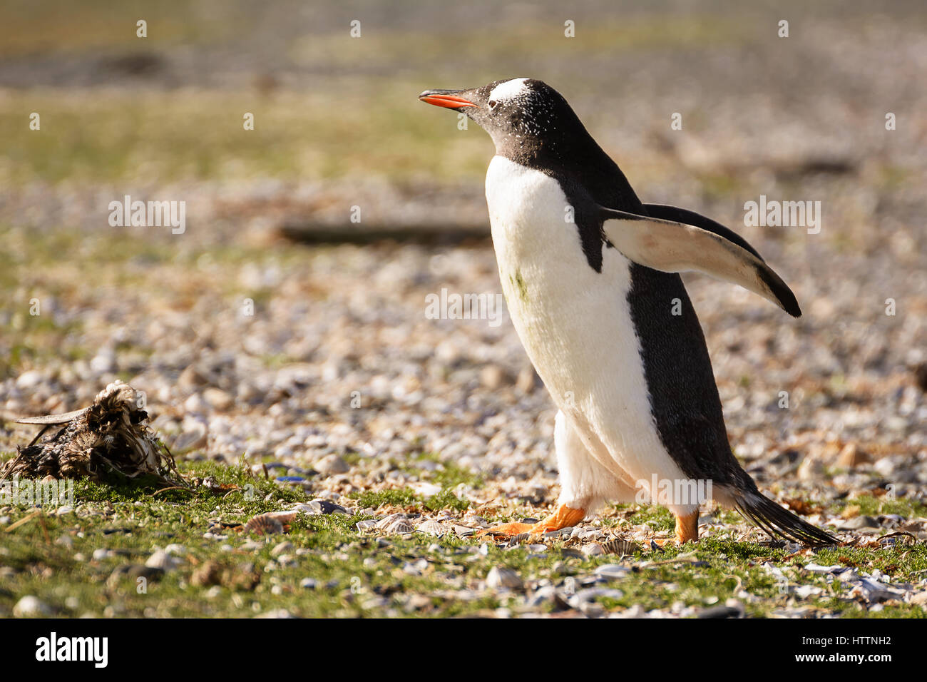 Porträt auf Papua Pinguin auf dem Schotter am Ufer des Meeres Stockfoto