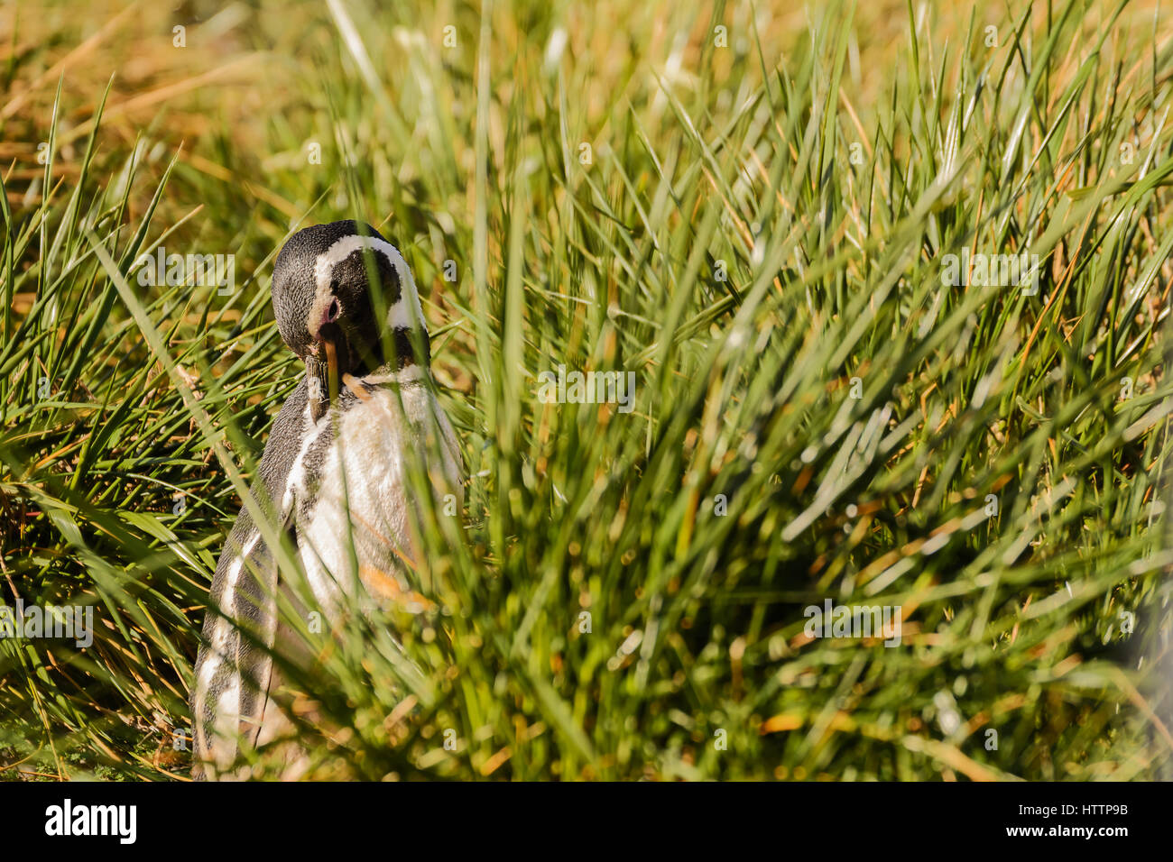Magellan-Pinguin-Porträt in der Wiese Stockfoto