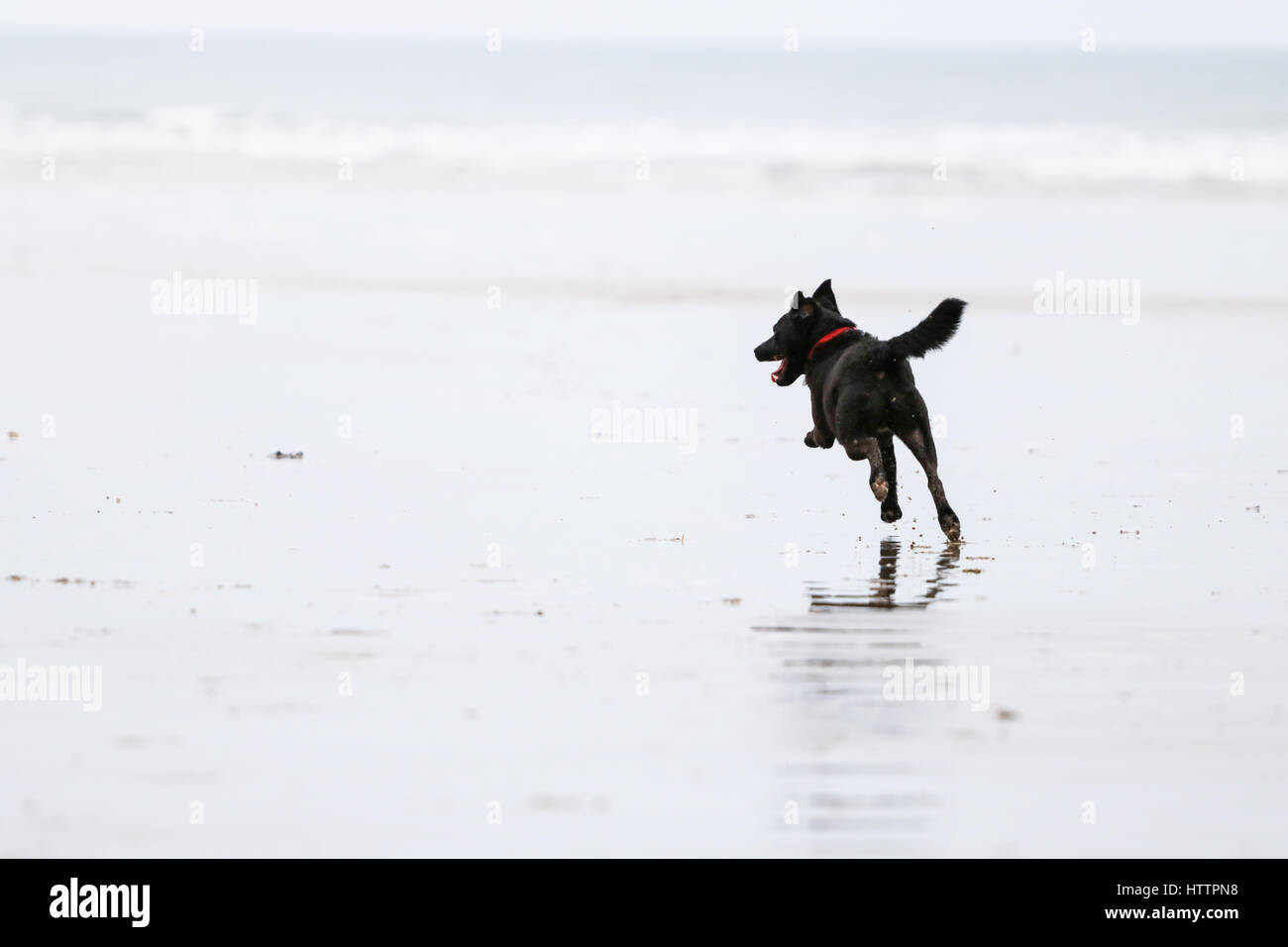 Schwarz Patterdale Terrier Hund, spielen am Strand in Nord-Wales Stockfoto