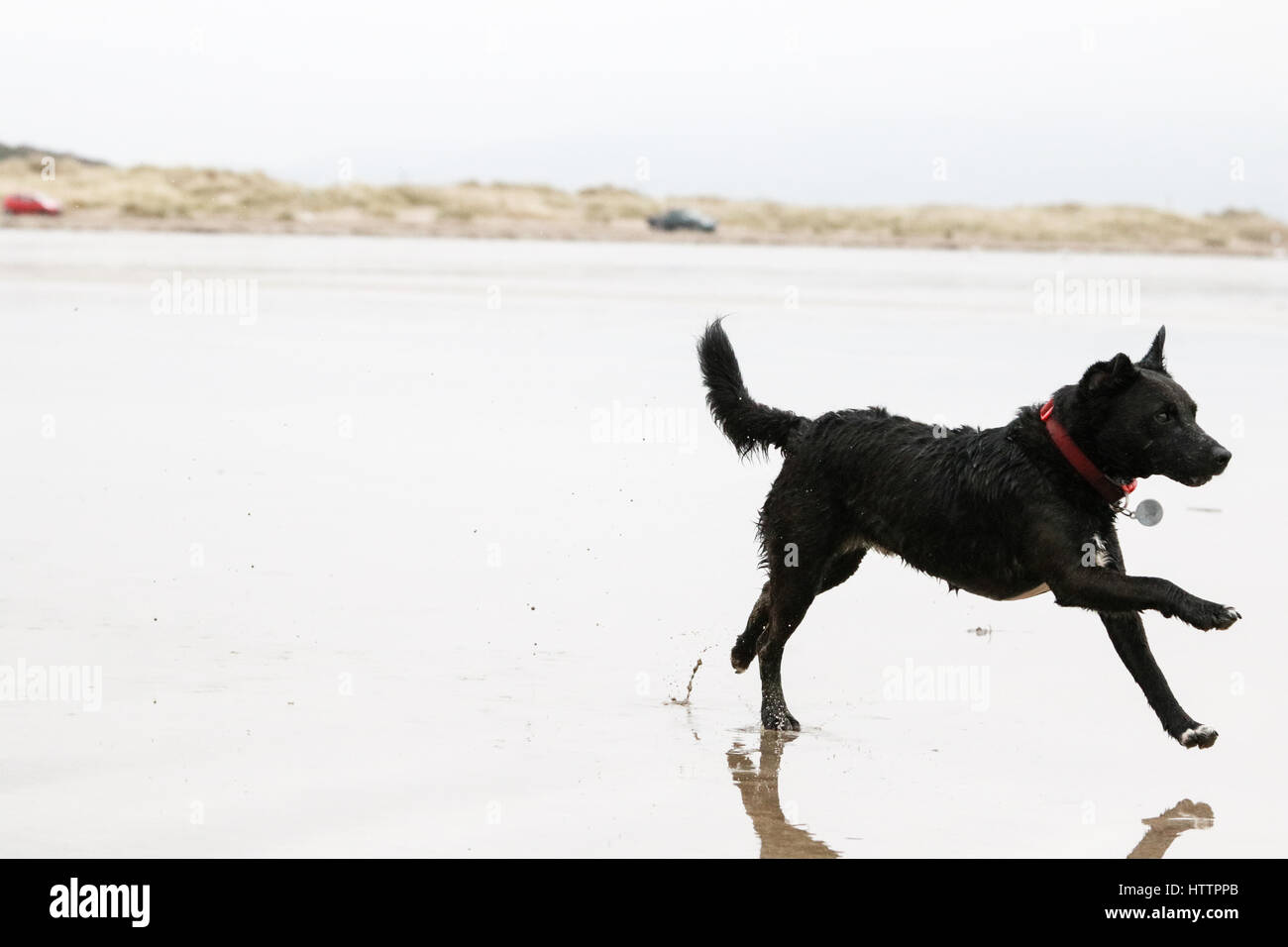 Schwarzer Patterdale Terrier, spielen und laufen an einem Strand in Nord-Wales Stockfoto
