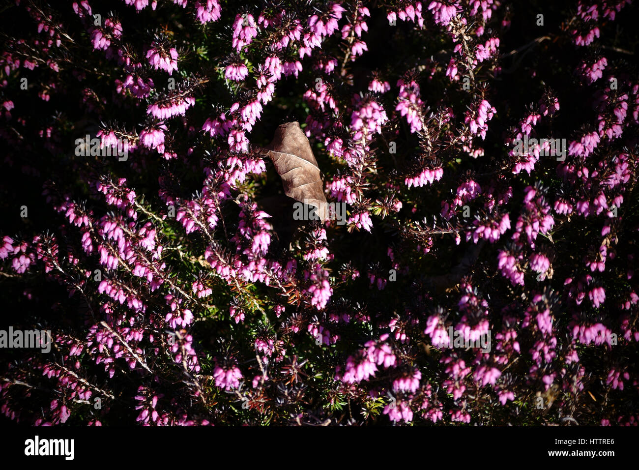Die Draufsicht auf ein Blumenbeet mit Heidekraut, Erica. Stockfoto
