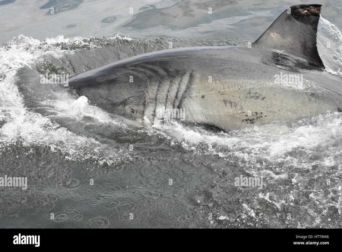 Der weiße Hai-Südafrika Stockfoto