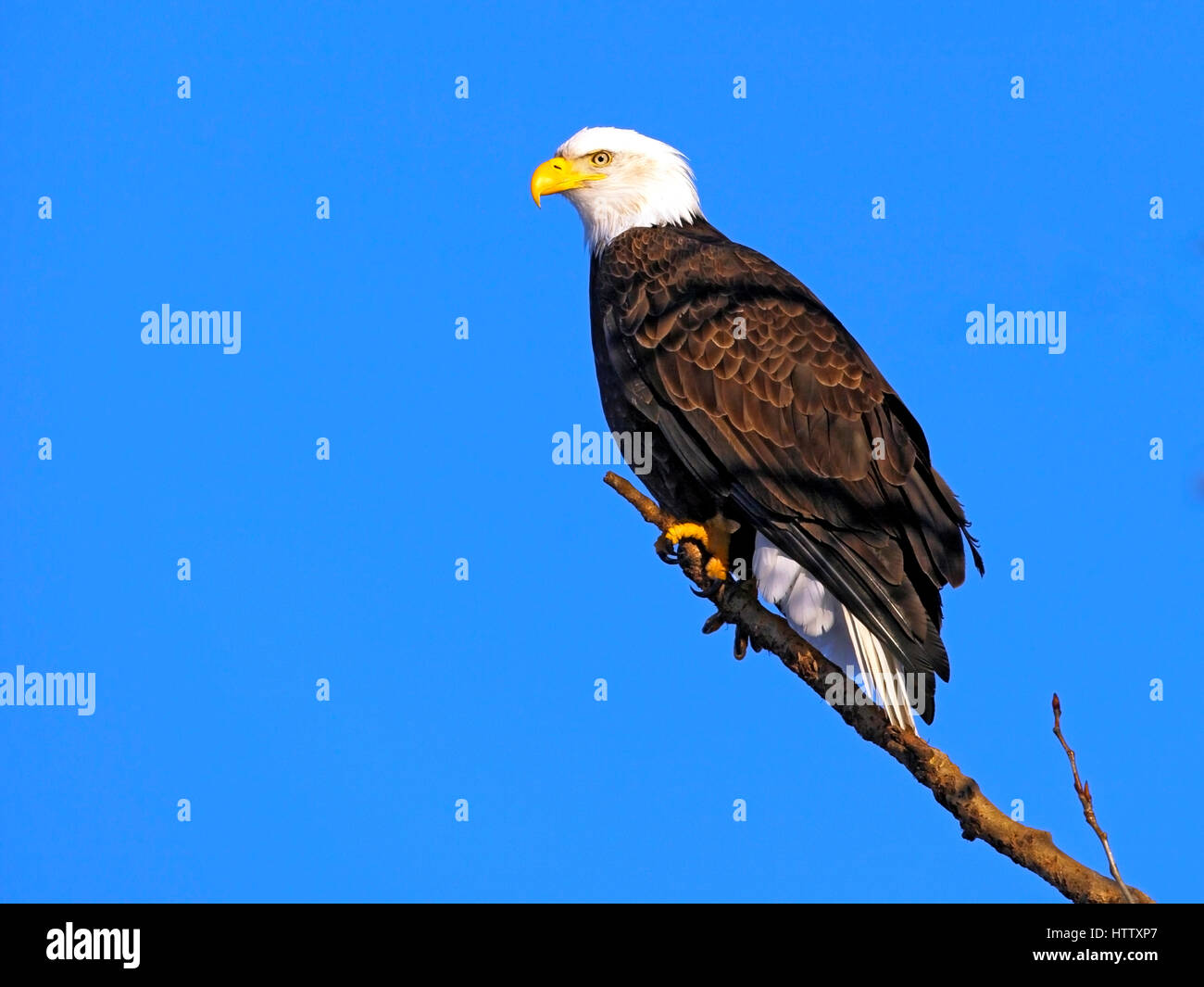 Weißkopf-Seeadler thront auf Ast an sonnigen Tag mit klaren blauen Himmel. Stockfoto
