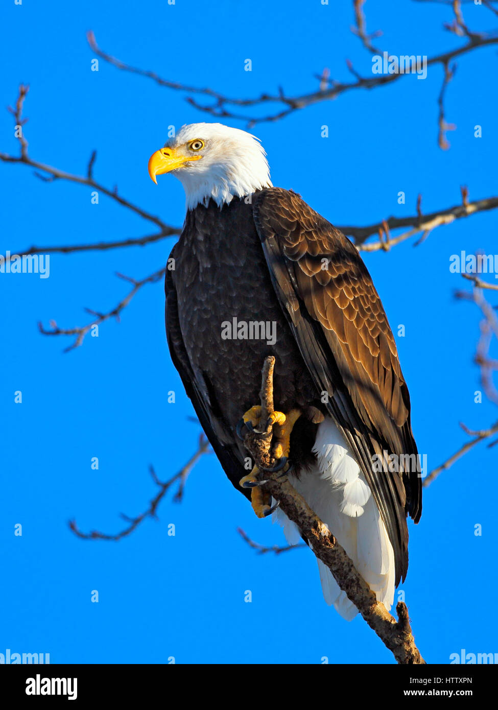 Adler hoch oben im Baum gegen den blauen Himmel Stockfoto