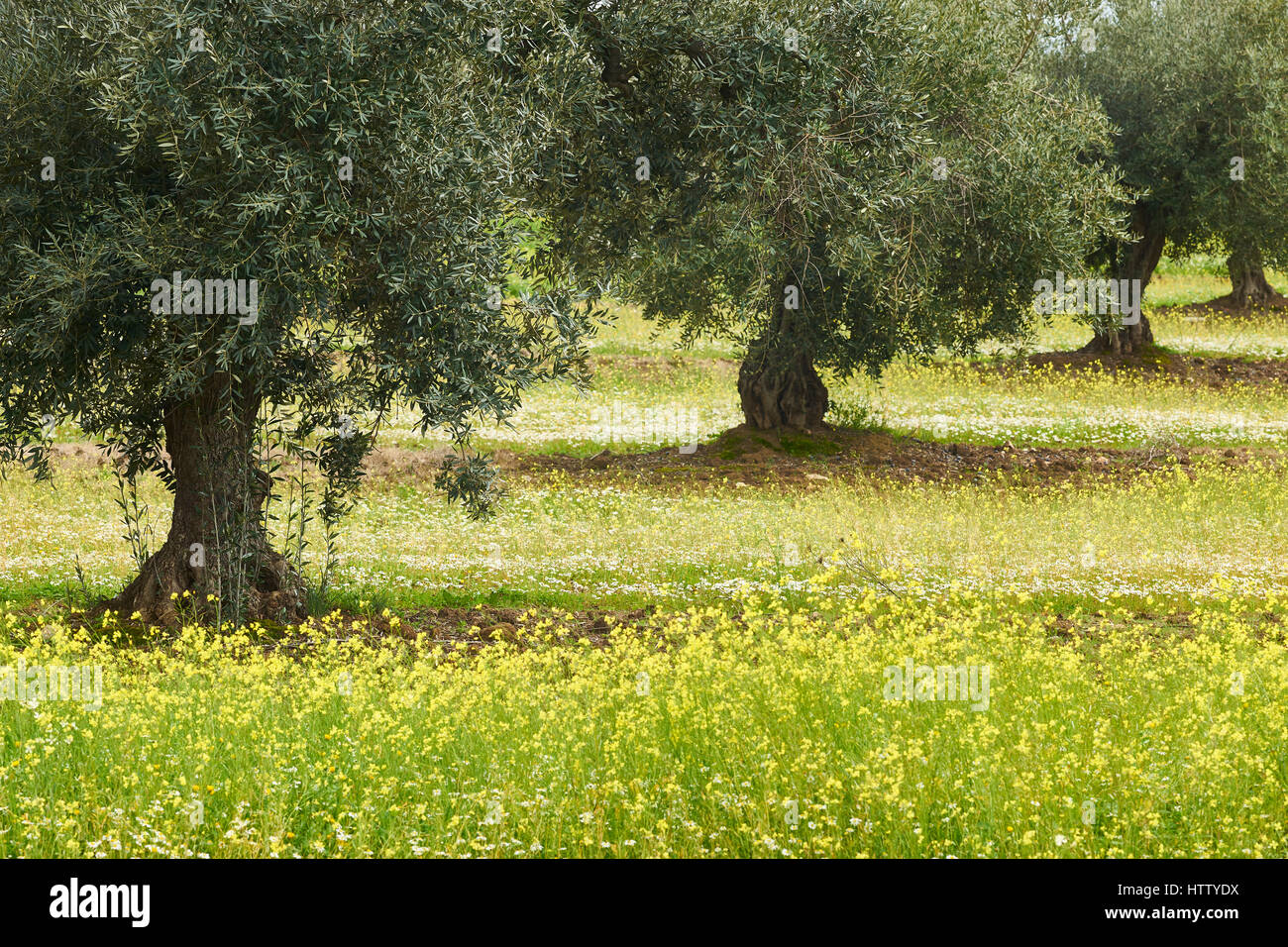 Olive Tree Obstgarten im Alentejo, Portugal.  Olea europaea Stockfoto