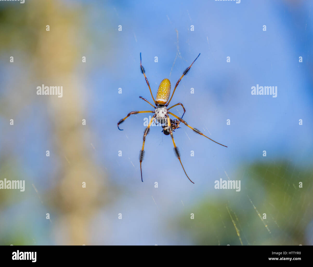 Ein goldener Seide Spinne im Netz mit Beute Stockfoto