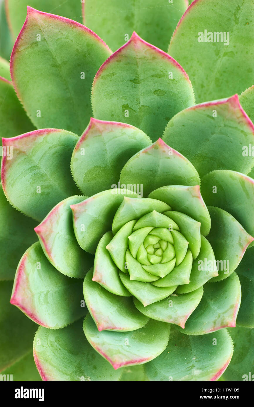 Aeonium Haworthii, Haworth es Aeonium, Windrad.  Eine saftige blühende Pflanze. Stockfoto