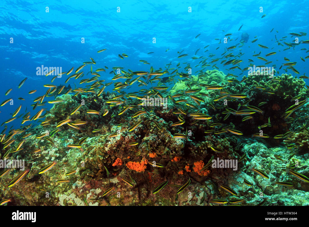 Fischschwarm über Korallenriff. Coiba, Panama Stockfoto