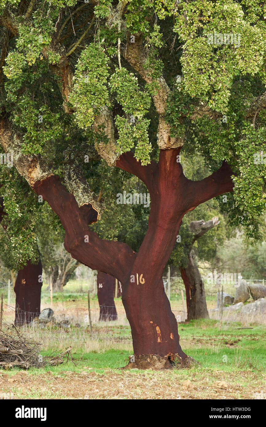 Korkeichen Quercus Suber, in der Nähe von Monsaraz, Alentejo, Portugal.  Die Rinde dieser Bäume geerntet wurde im Jahr 2016 Stockfoto