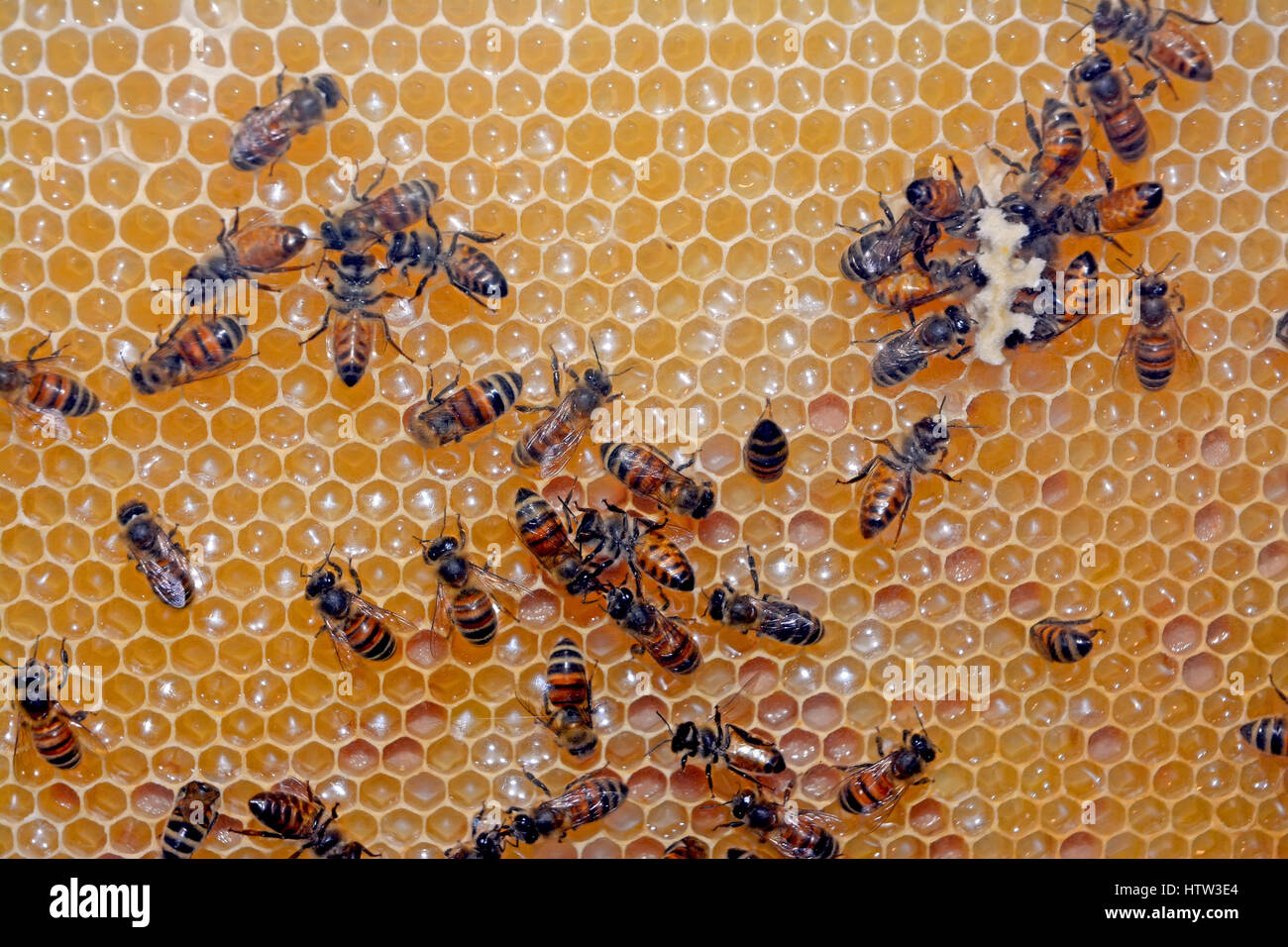 Bienenstock, Honig Stockfoto