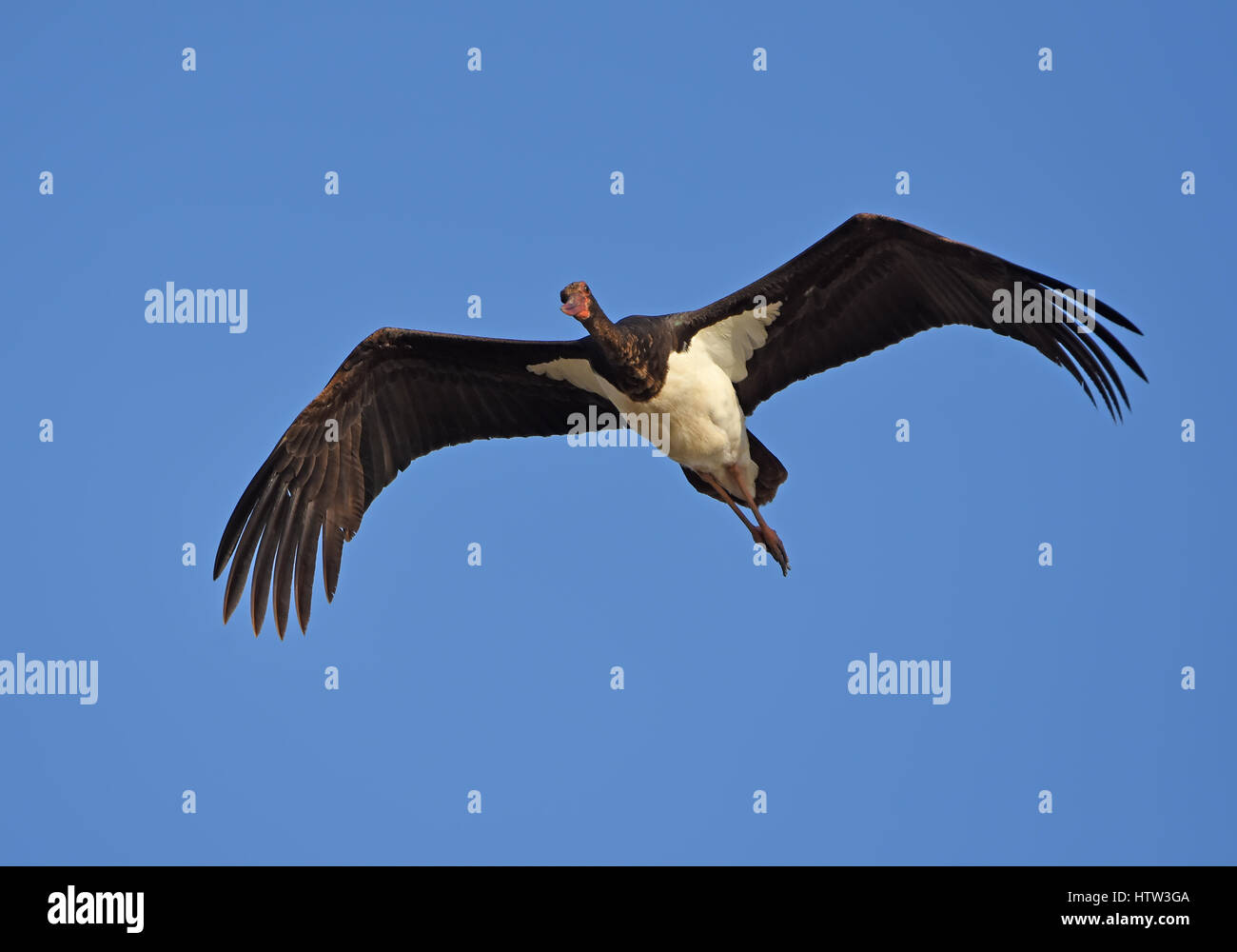 Schwarzstorch (Ciconia nigra) fliegt Stockfoto