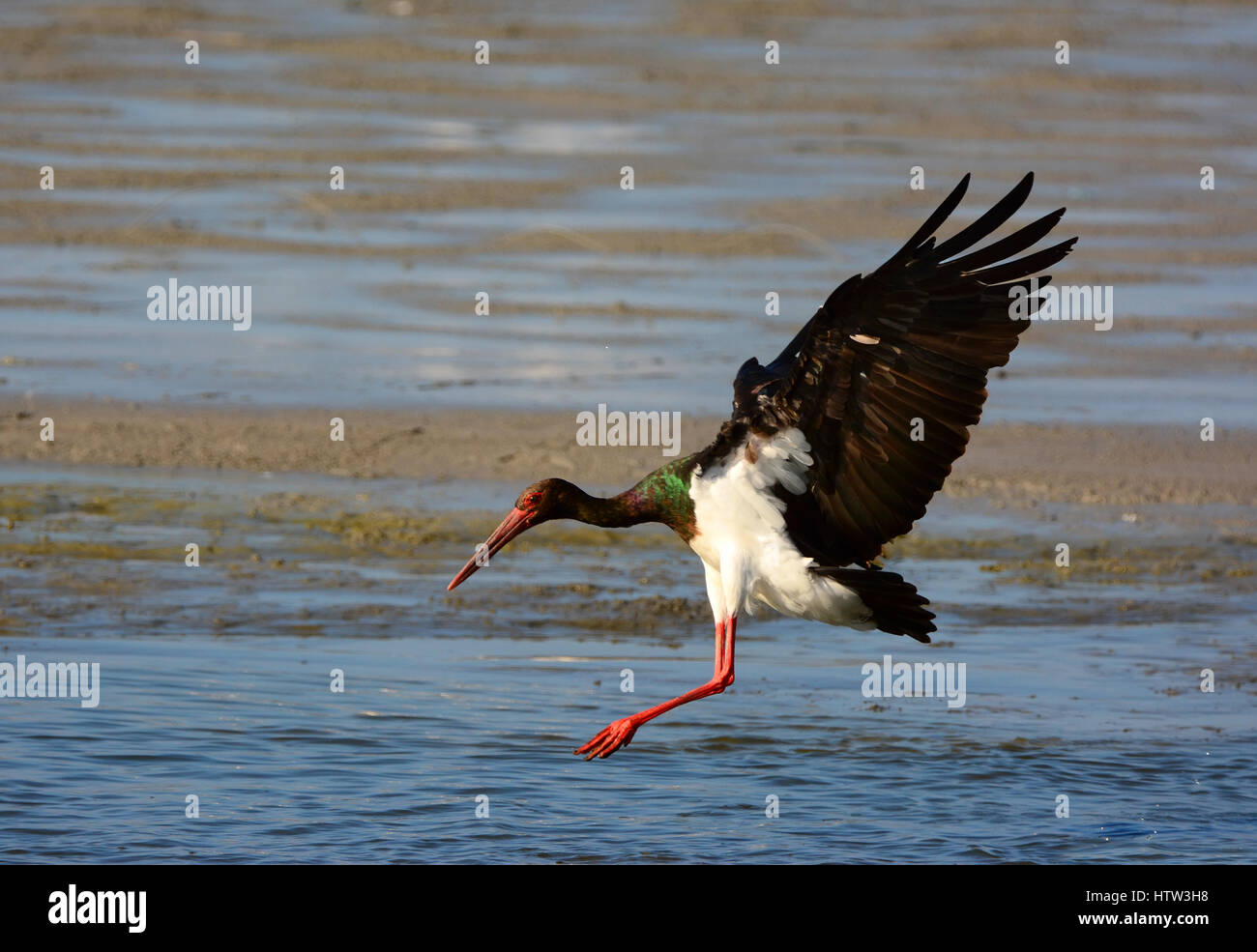 Schwarzstorch Landung im Wasser Stockfoto