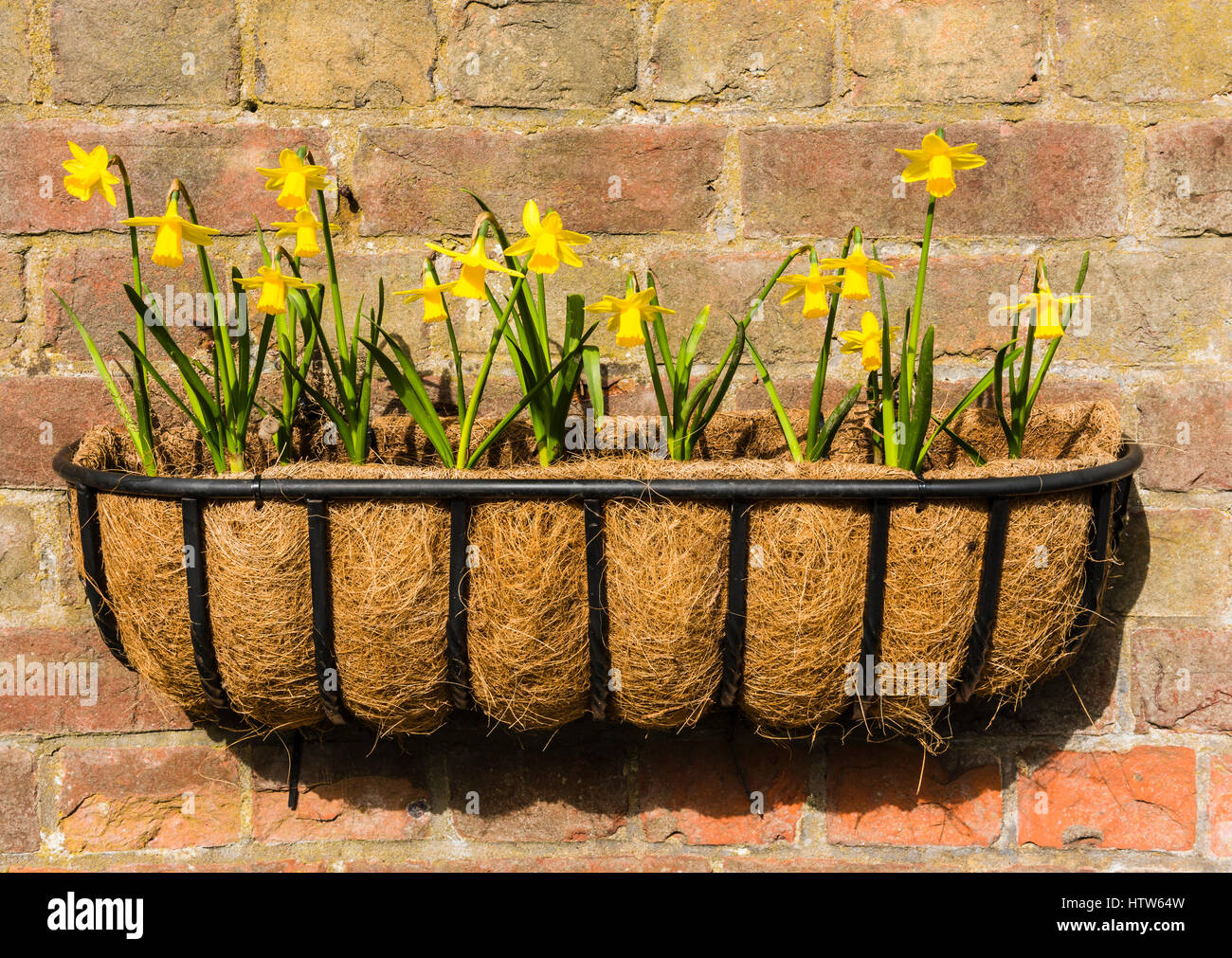 Zwerg-Narzissen in eine Wand Korb, Chartwell, Kent, UK Stockfoto