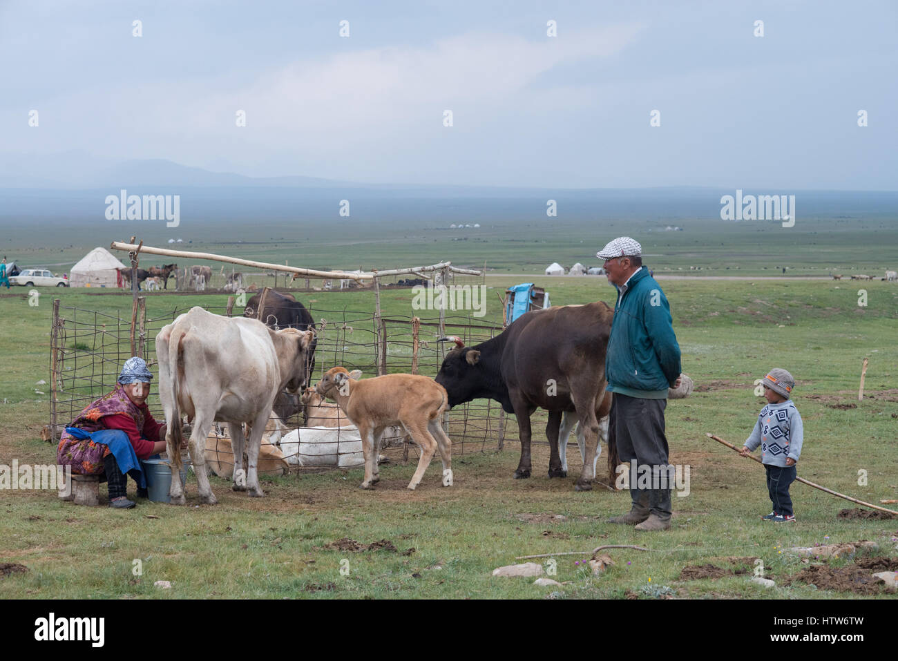 Nomad paar Kühe melken, Kirgisistan Stockfoto