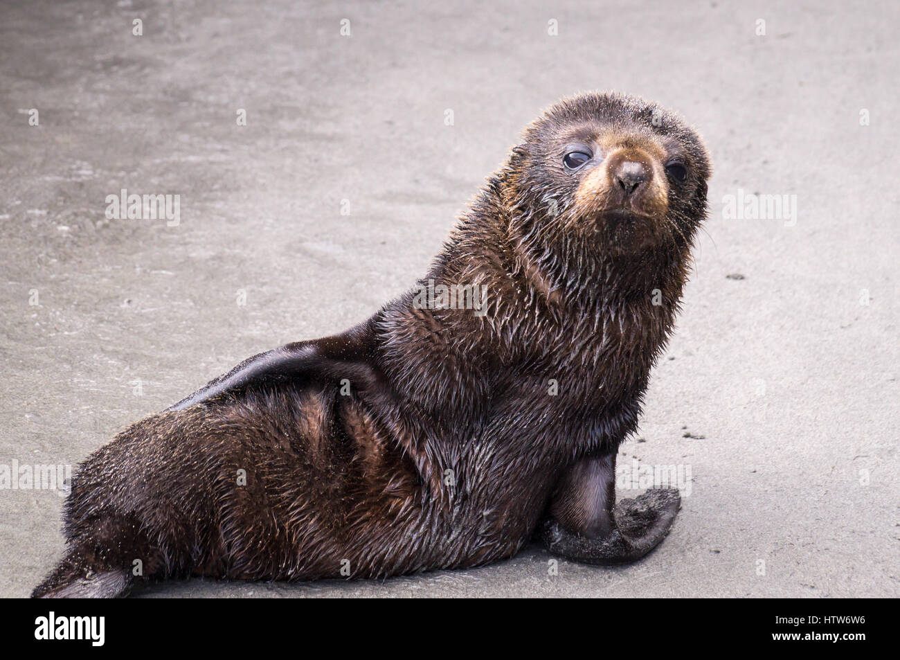 Baby-Robbe am Strand Stockfoto