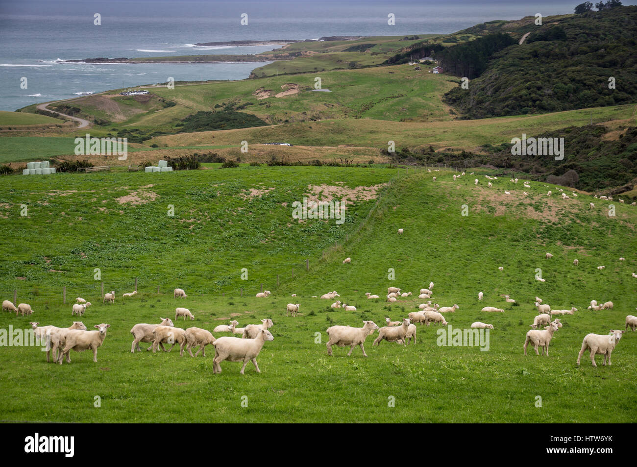 Schafe und Lämmer Weiden auf malerische Landschaft in Neuseeland Stockfoto